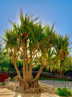 Exotic succulent tree move