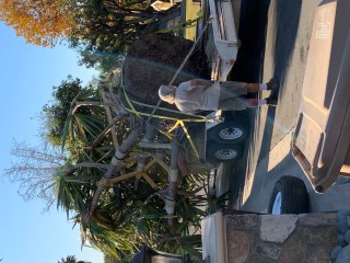 Person posing with large tropical plant