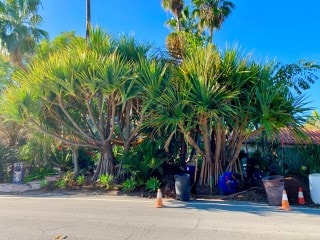 Pandanus utilis palm trees at beach