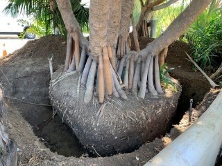Crane lifting large tropical plant