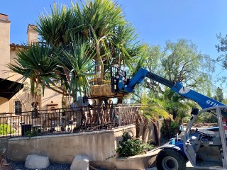 Hydraulic lift truck next to palm tree