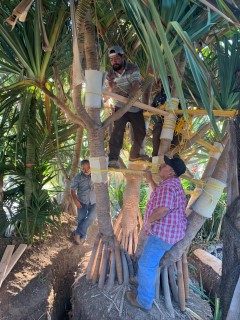 Large palm tree transplant operation