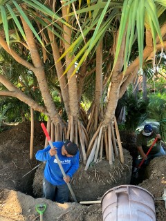 Person standing next to large tropical tree