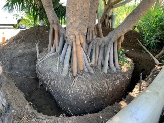 Tropical plant root system close-up