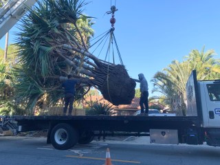 Flatbed truck transporting large palm tree