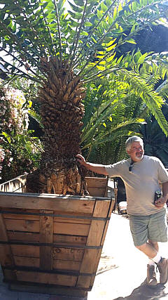 Workers digging large tropical plant