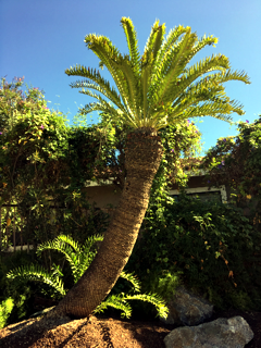 Encephalartos latifrons cycad